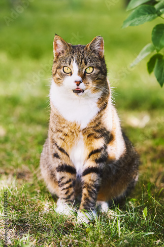 A beautiful domestic tabby cat with bright yellow eyes sits in the green grass