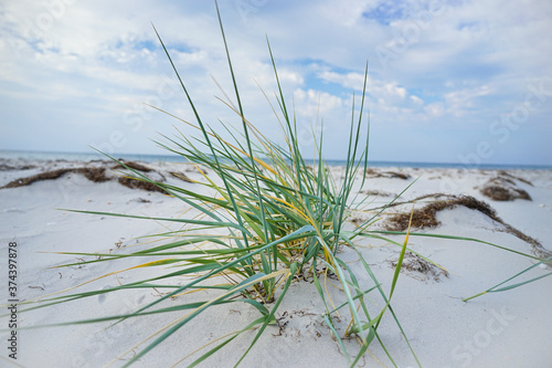 grass by the sea with white sand and blue sky. North sea coast