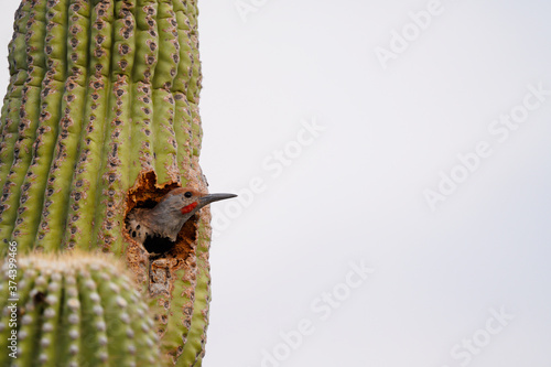 Make Gilded Flicker in a Saguaro Cactus