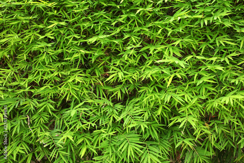 Natural Background of green leaves of Bamboo tree Natural Background of green leaves of Bamboo tree