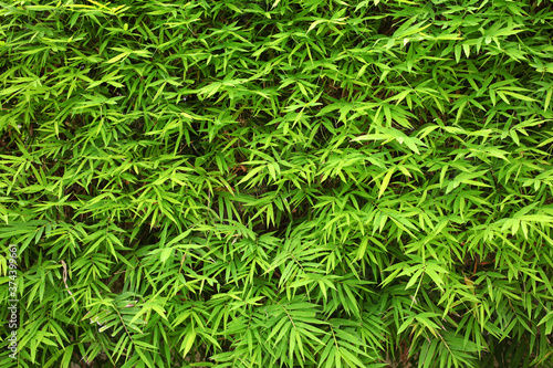 Natural Background of green leaves of Bamboo tree
