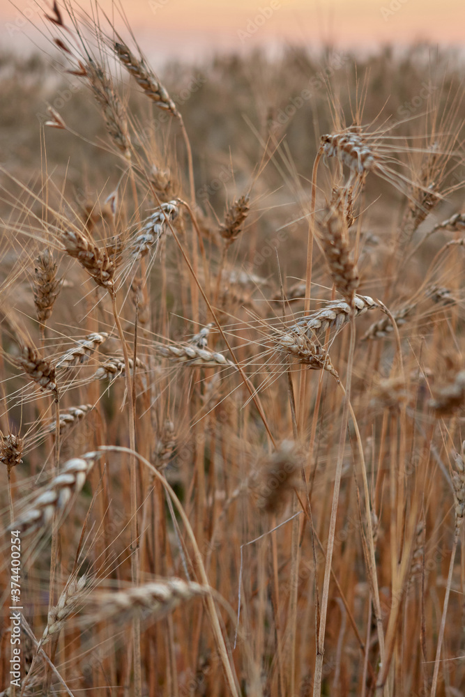 Closeup of ears of golden wheat on the field Closeup of ears of golden wheat on the field