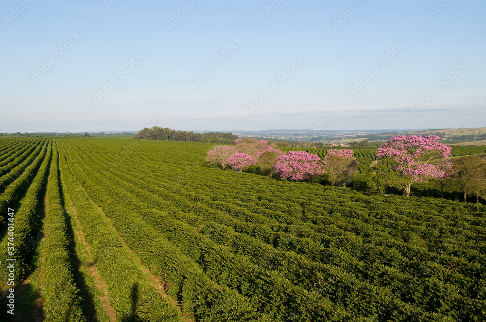 Plantação de café com ipês-roxos