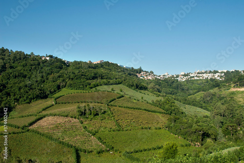 Plantação de uvas para vinho © Pulsar Imagens
