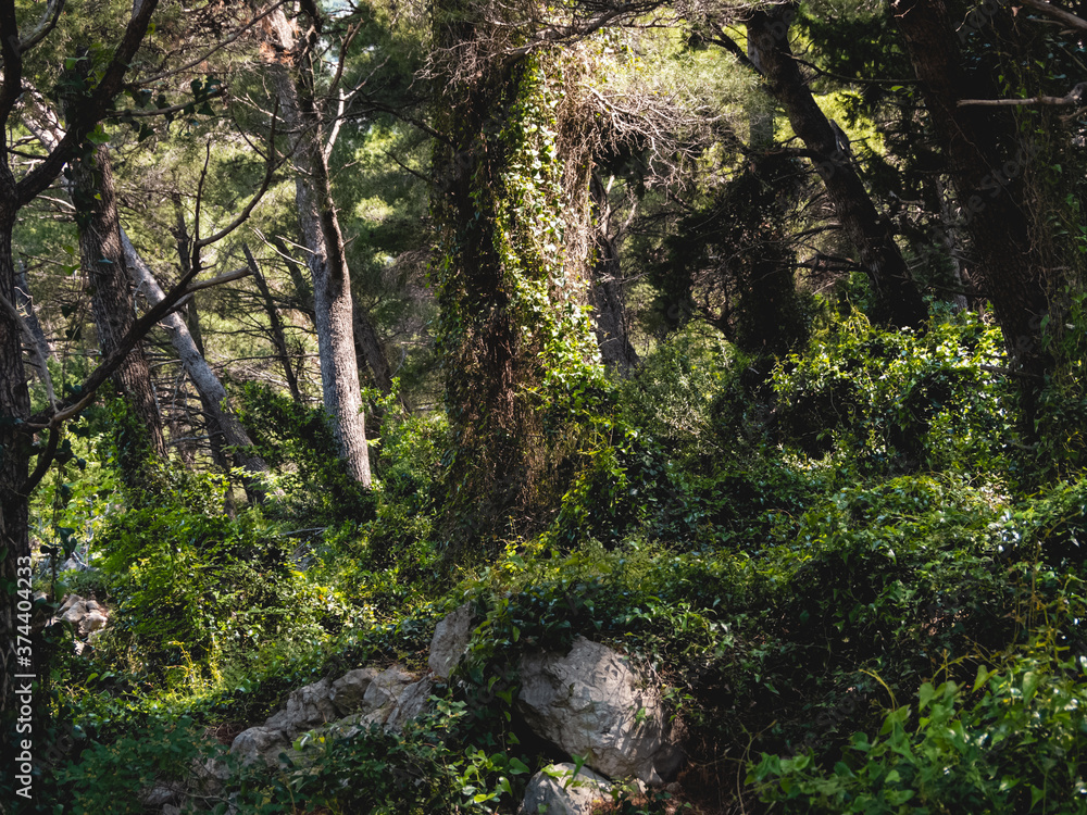 Green and lush old growth forest outside of Igrane, Croatia Green and lush old growth forest outside of Igrane, Croatia