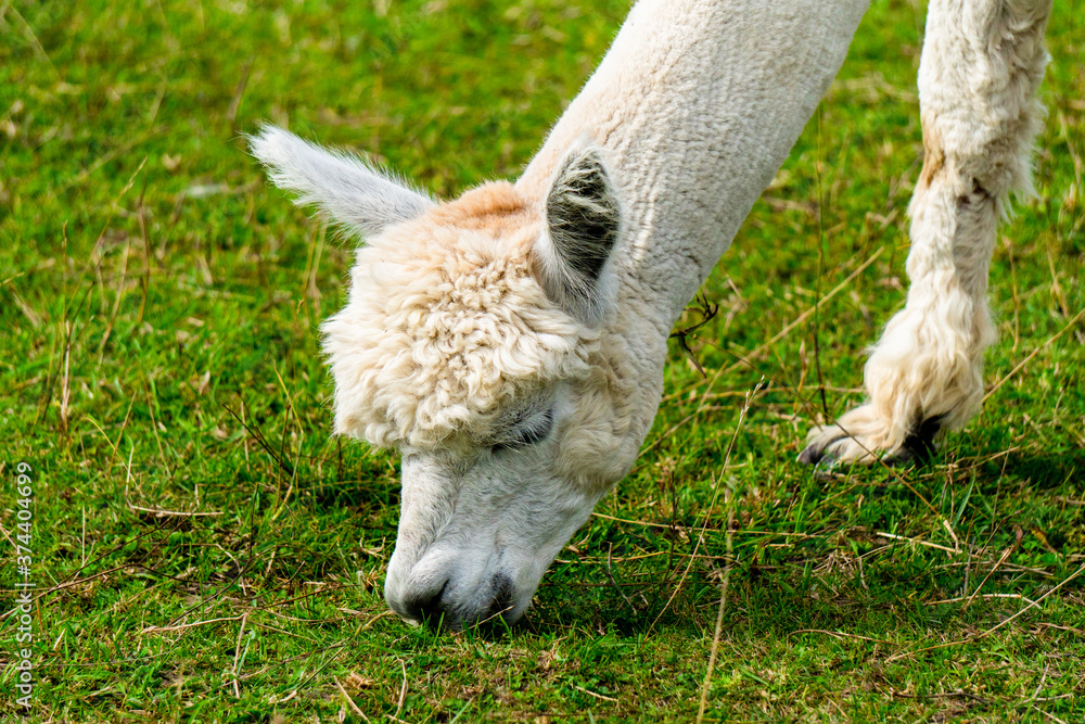 Peruvian cute trimmed Alpaca on the Alpaca Farm in South Estonia. Peruvian cute trimmed Alpaca on the Alpaca Farm in South Estonia.