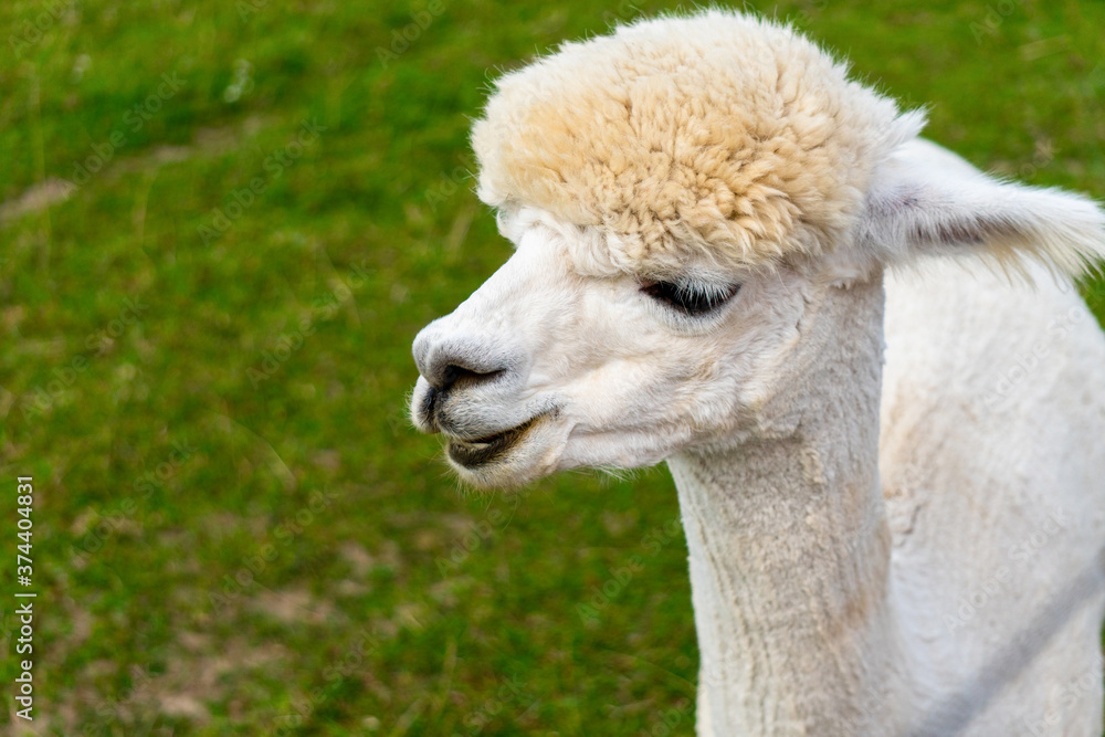 peruvian cute trimmed Alpaca on the Alpaca Farm in South Estonia.