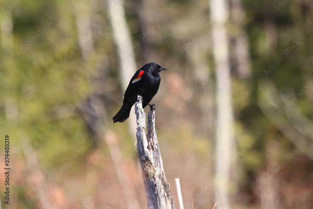 Fototapeta premium red winged blackbird