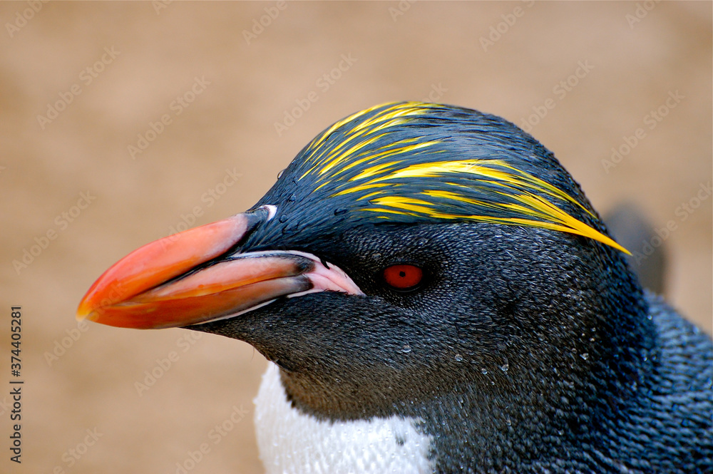 Naklejka premium Macaroni Penguin Profile