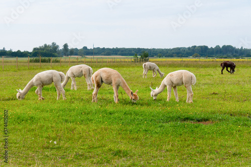 Herd of shaggy suri alpacas in the green pasture.