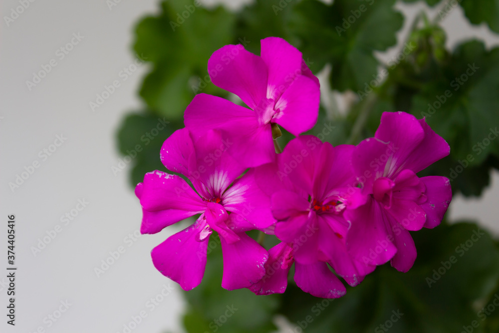 Fototapeta premium Pelargonium with purple flowers on a light background