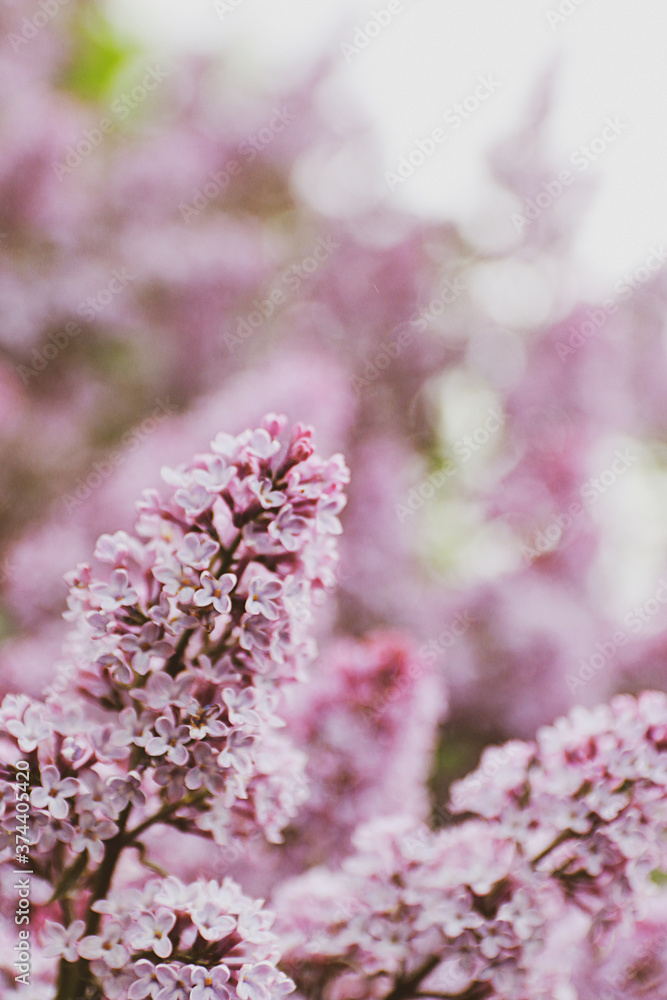 pink flowers in spring