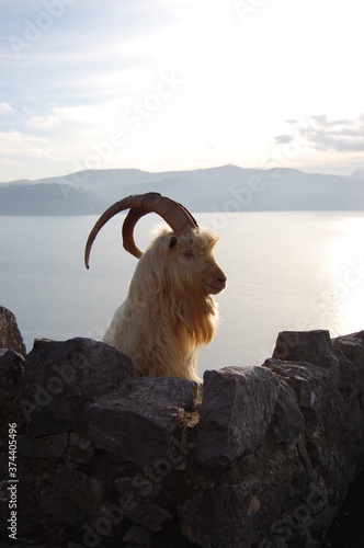Great Orme Kashmiri Goat Peering Over Wall, Llandudno, Wales