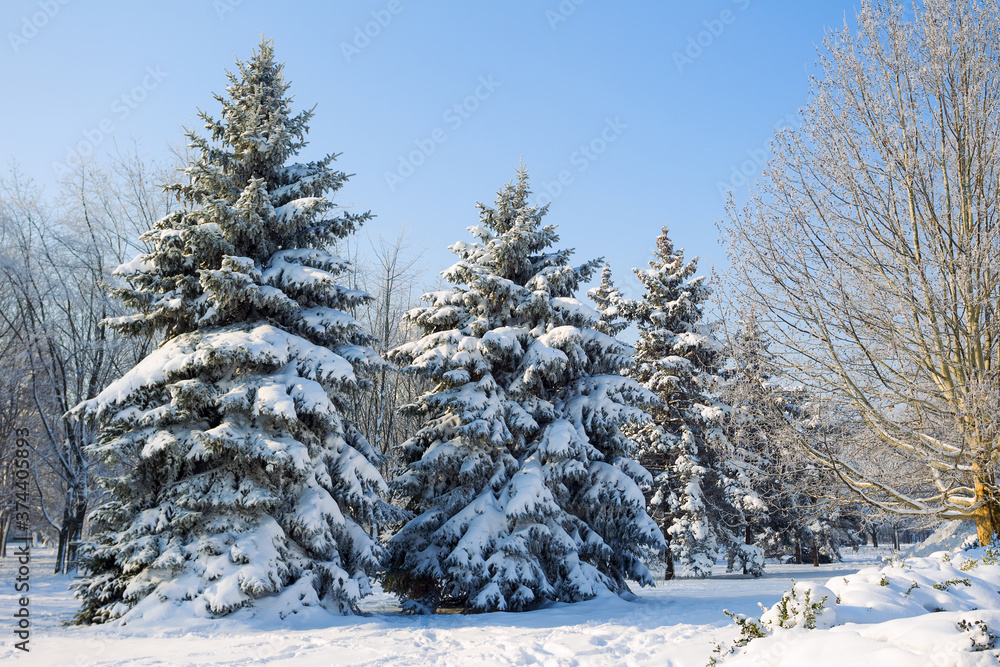 Winter snowy pine Christmas tree scene. Calm blurry snow flakes winter background with copy space. Winter is coming New year. Winter snowy pine Christmas tree scene. Calm blurry snow flakes winter background with copy space. Winter is coming New year.
