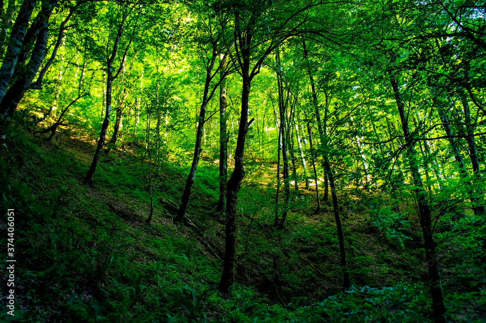 Green forest with sparse trees in the evening sun. Landscape. Copy space. Postcard Green forest with sparse trees in the evening sun. Landscape. Copy space. Postcard