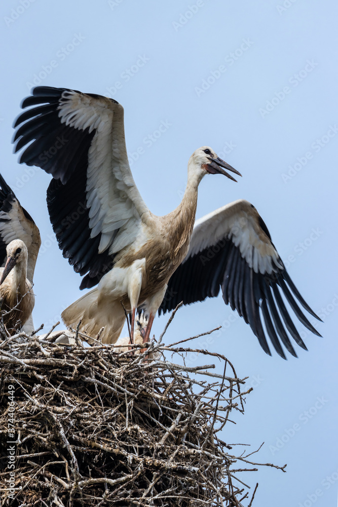 Fototapeta premium European white stork breeding babies before migration
