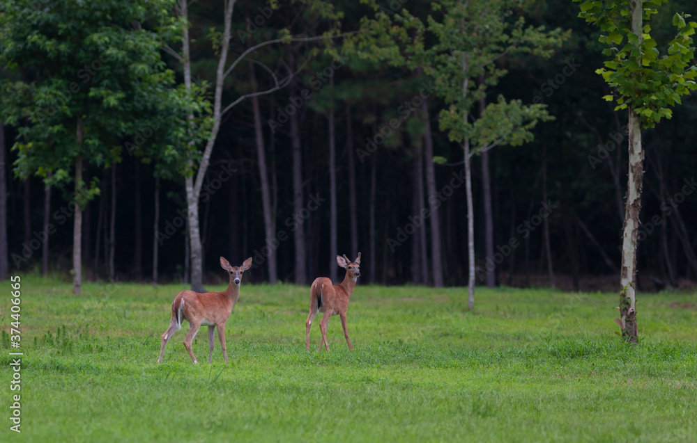 Whitetail buck and doe Whitetail buck and doe