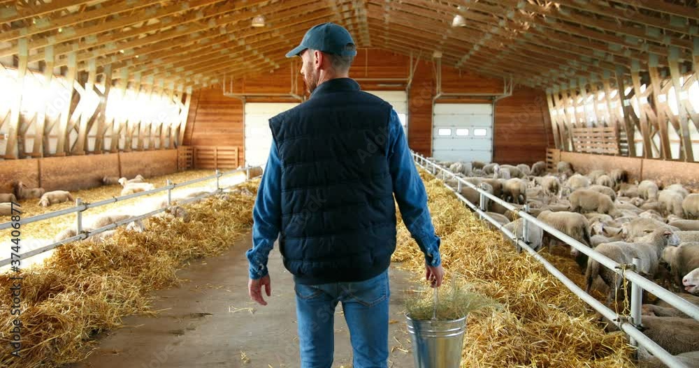 Rear of young Caucasian man farmer walking in stable with flock of sheep and carrying bucket full of hay. Back view of male shepherd stepping in barn and holding bin. Feeding cattle. Rear of young Caucasian man farmer walking in stable with flock of sheep and carrying bucket full of hay. Back view of male shepherd stepping in barn and holding bin. Feeding cattle.