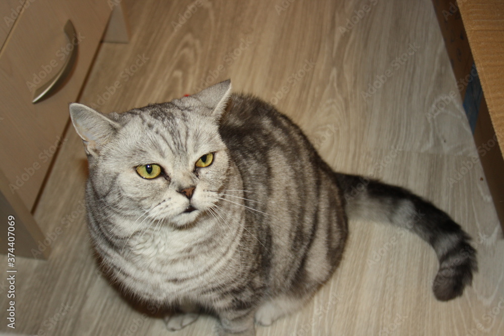 beautiful marble Scottish straight cat