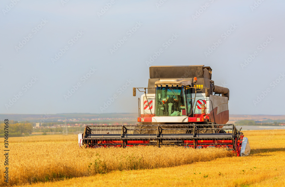 Fototapeta premium Harvesting combine in field
