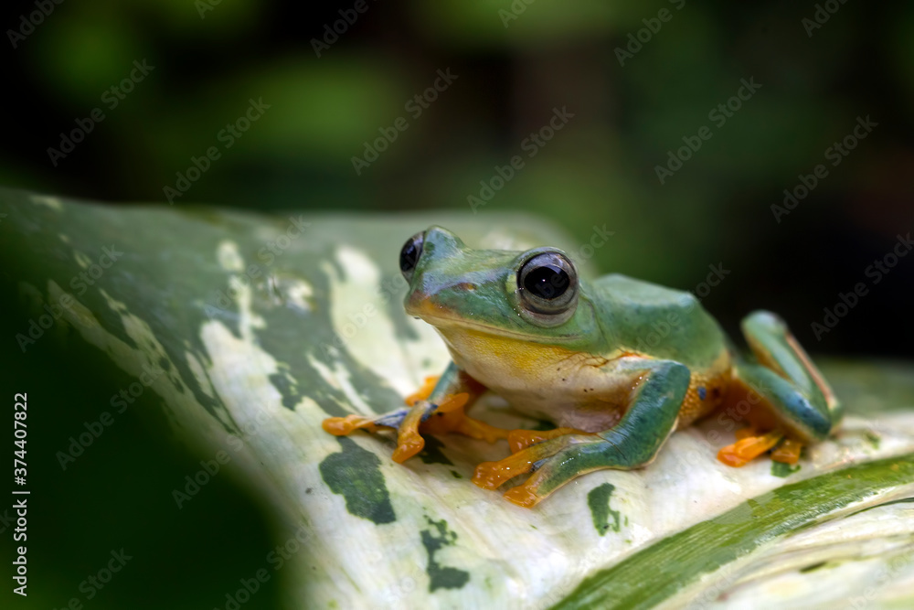 Javan tree frog front view on green leaves, Flying frog sitting on branch Javan tree frog front view on green leaves, Flying frog sitting on branch