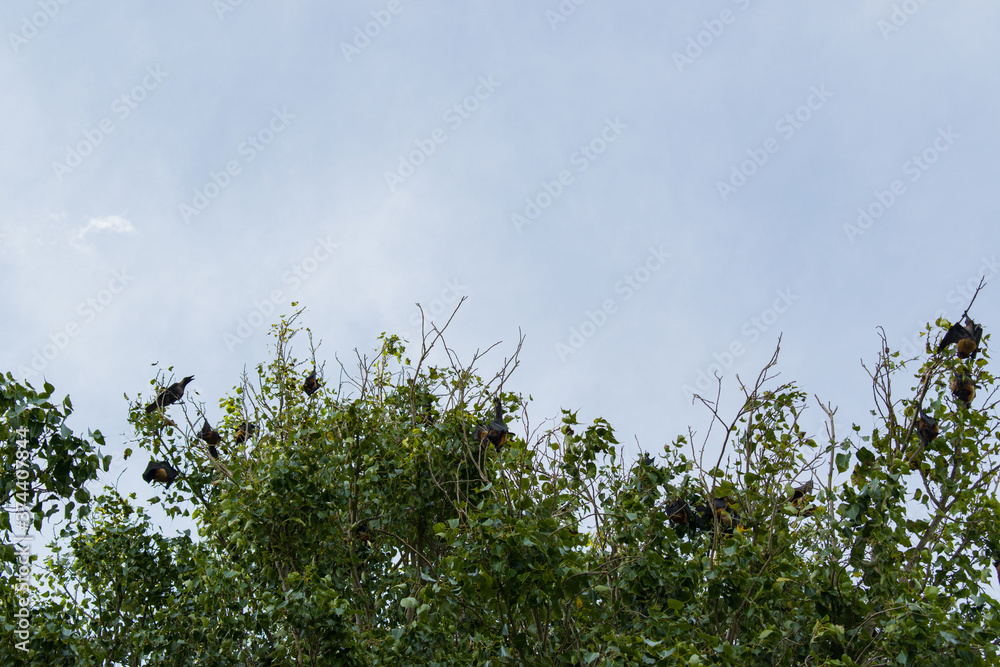 bats hunting and hanging on tree bats hunting and hanging on tree