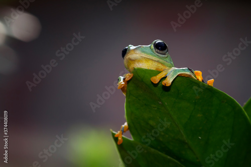 Javan tree frog front view on green leaves, Flying frog sitting on branch
