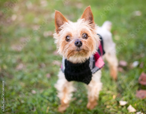 A Yorkshire Terrier mixed breed dog wearing a sweater