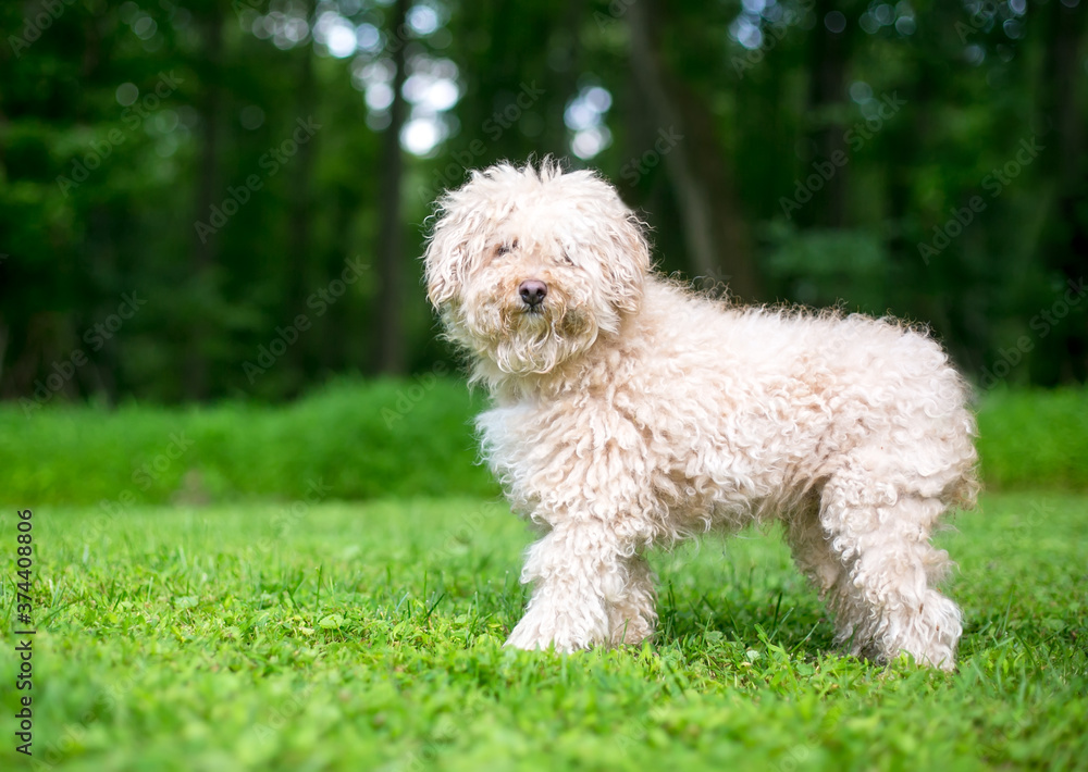 A shaggy Puli sheepdog mixed breed dog with curly hair