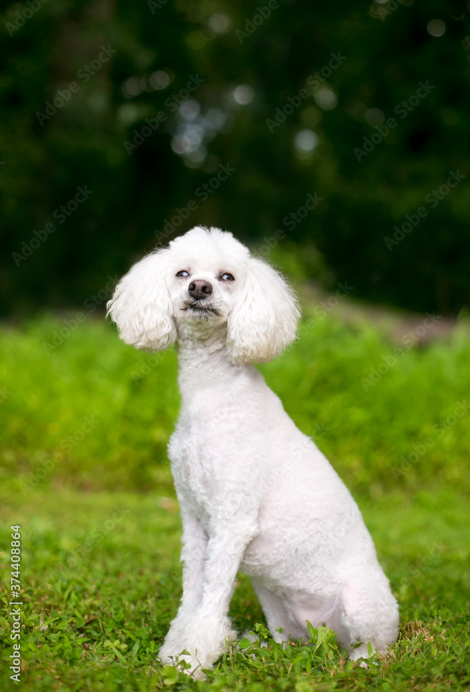 A white Poodle dog sitting outdoors