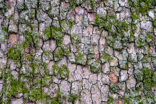 Close up of rough bark and moss on a tree trunk forming a pattern