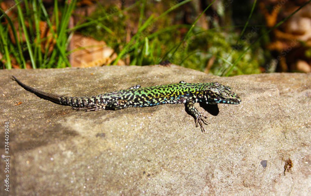 common mediterranean lizard on a pebble in the rock common mediterranean lizard on a pebble in the rock