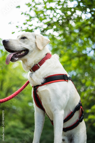 Dog in the Park photo