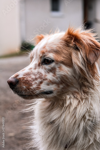 Collie Mix