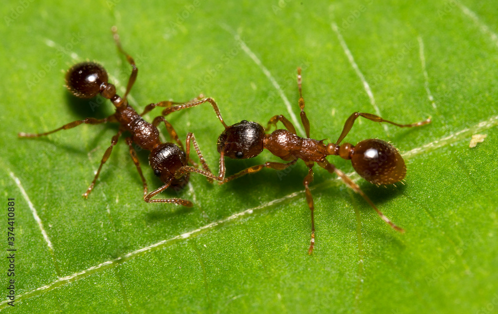 Macro shot of red wood ants. Formica rufa.