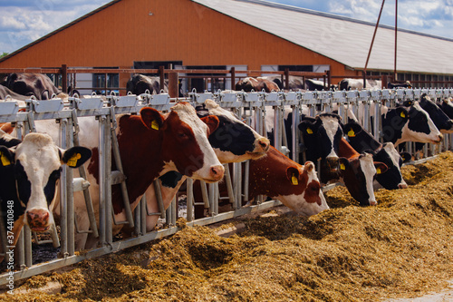 Holstein Frisian diary cows in free open stall