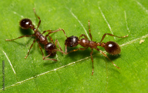 Macro shot of red wood ants. Formica rufa. © M-Production