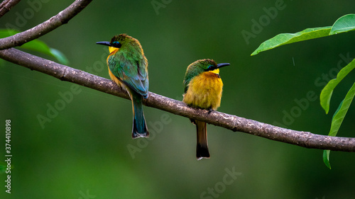 bee eater perched on branch
