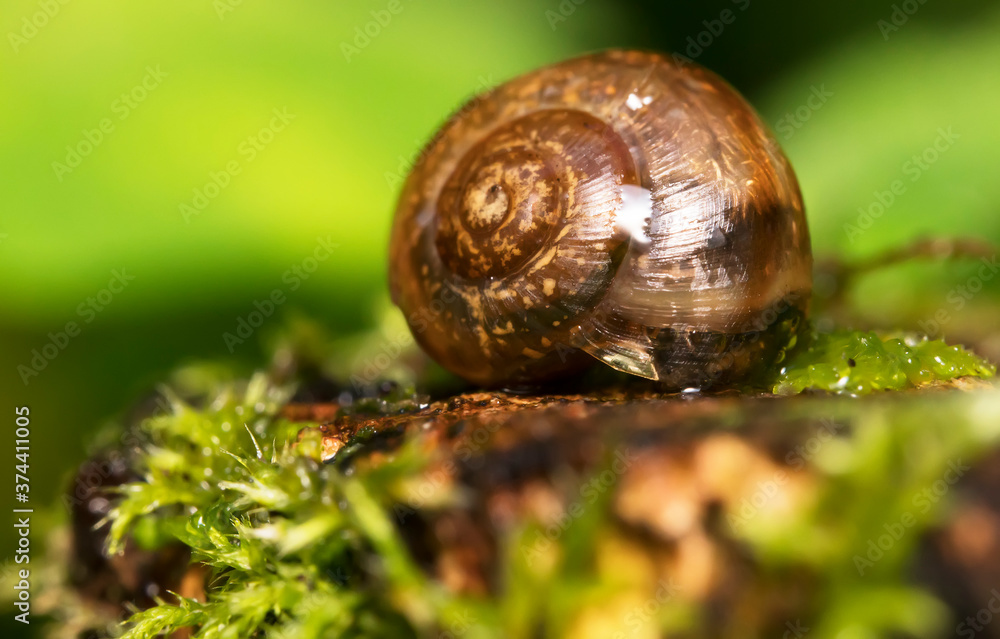 Macro shot of snail on the moss. Helix pomatia. Macro shot of snail on the moss. Helix pomatia.