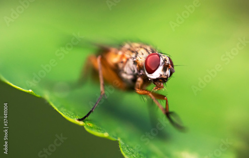 Macro shot of Flesh fly on the leaf. Sarcophagidae.