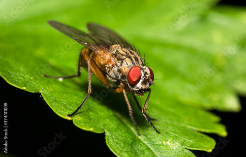 Macro shot of Flesh fly on the leaf. Sarcophagidae. © M-Production