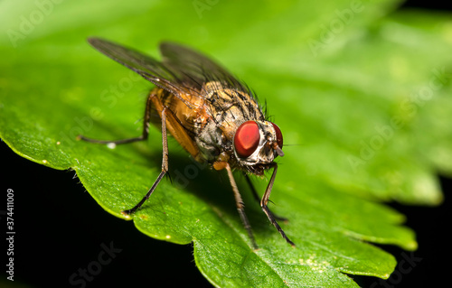 Macro shot of Flesh fly on the leaf. Sarcophagidae.