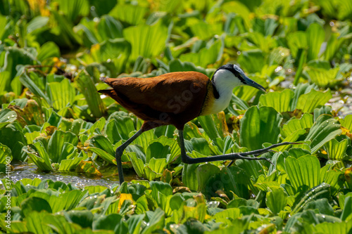 A water fowl, African Jacana