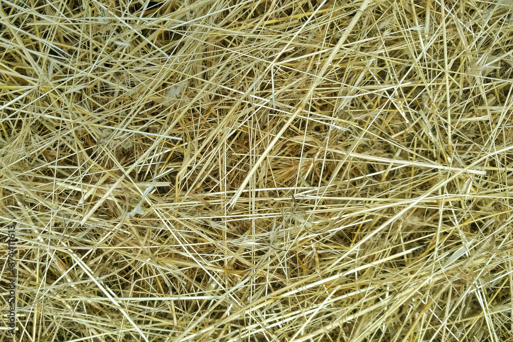 Background. Hay, mown grass. Close-up Background. Hay, mown grass. Close-up