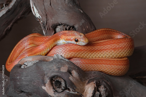 Medium shot of pet orange yellow red corn snake coiling round a branch