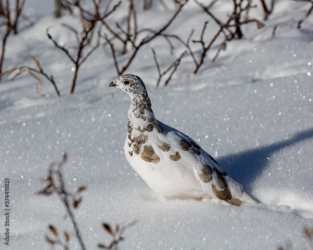 White-tailed Ptarmigan in transition plumage White-tailed Ptarmigan in transition plumage
