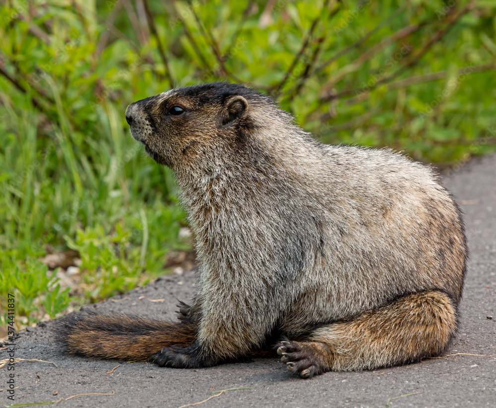 Hoary Marmot relaxing Hoary Marmot relaxing