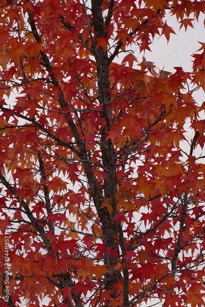 Autumn leaves fall trees nature. Portugal