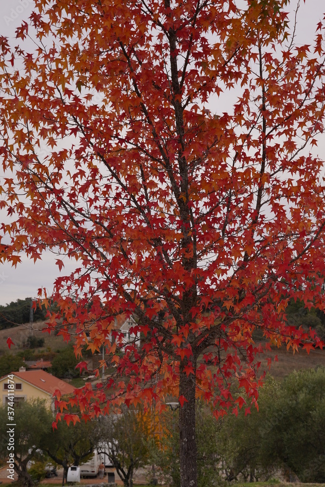 Autumn leaves fall trees nature. Portugal