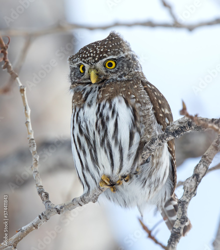 Northern Pygmy Owl blown by the wind